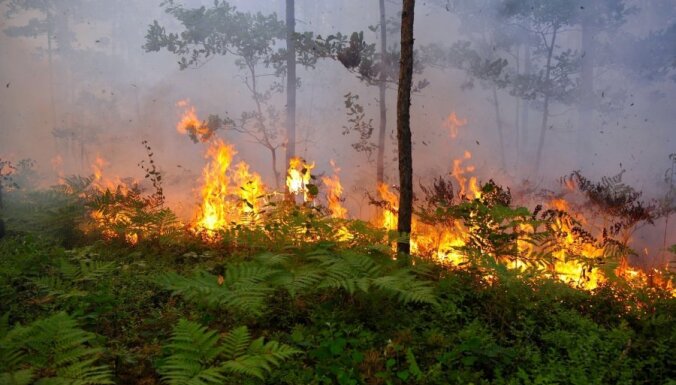 Šogad dzēsti 236 meža ugunsgrēki – izdeguši 66 hektāri jaunaudžu