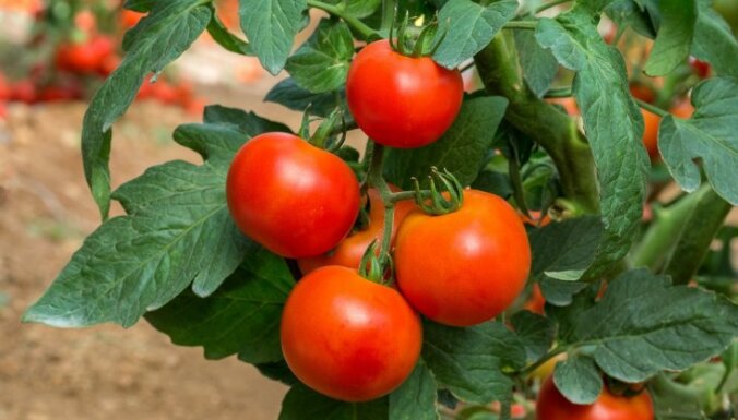 Tomātu selekcionāre iesaka: izturīgākās lauka tomātu šķirnes