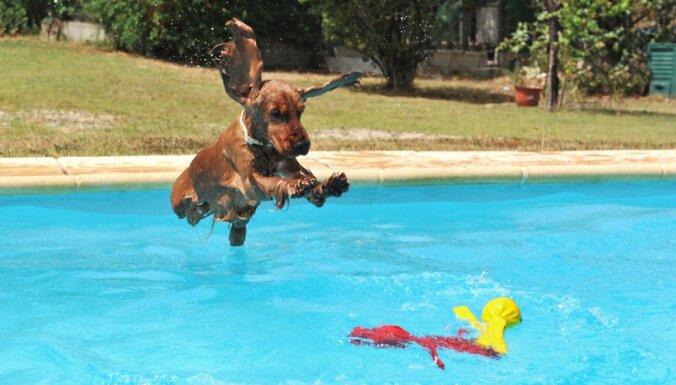 10 suņu šķirnes, kas ļoti mīl ūdeni