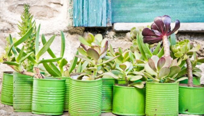 Не кактусом единым: Шесть популярных суккулентов, которые украсят ваш дом