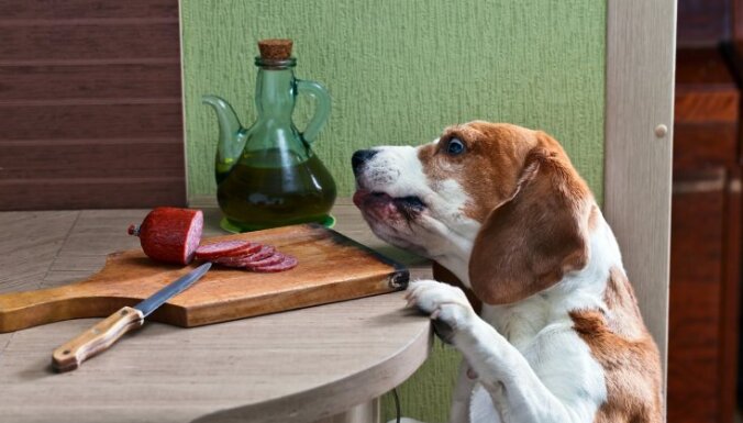 Veterinārārste: cilvēki kļūst neuzmanīgāki. Ko no svētku galda nedot sunim