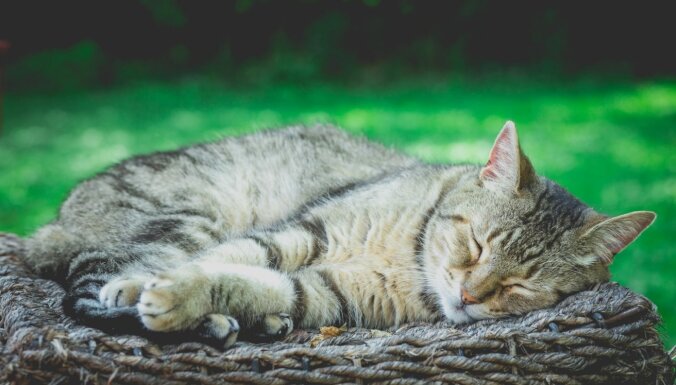Vai dzīvnieki redz sapņus? Atbilde ir sarežģītāka par kaķa ķepu raustīšanos miegā