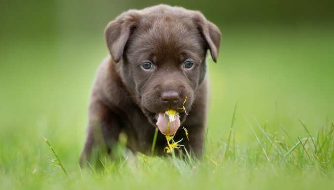 Dīvainais gardums: kāpēc suņi mēdz mieloties ar zāli