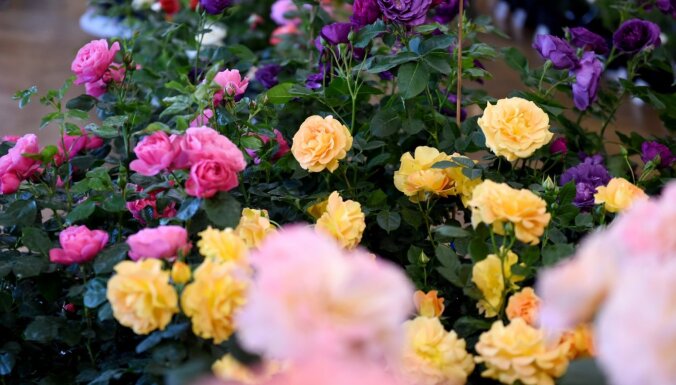 Foto: Dabas muzeju krāšņo simts dažādu šķirņu rozes