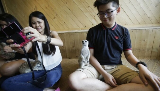 Foto: Nekādu kaķu! Kafejnīcā Bangkokā var samīļoties ar žiperīgajiem surikatiem
