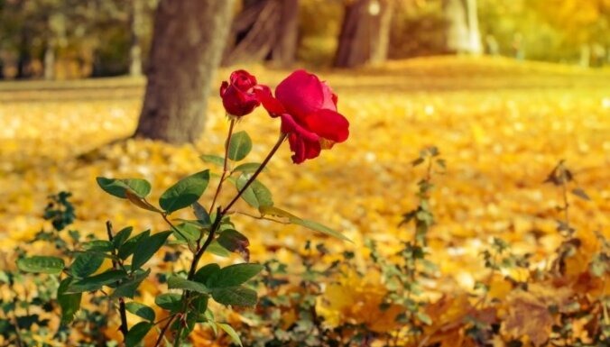Rozes oktobrī zied pilnā sparā: atlapošana jāatliek uz vēlāku brīdi