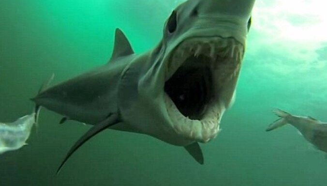 Video: Kā izskatītos, ja tevi apēstu haizivs
