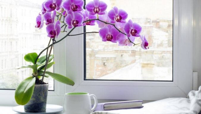 10 комнатных растений, которые идеально подходят для ванной комнаты