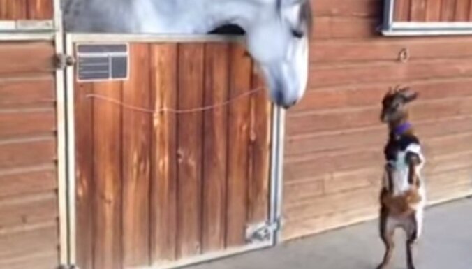 Video: Maza kaziņa flirtē ar milzīgu zirgu