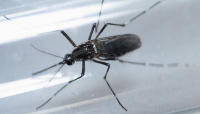 Для борьбы с вирусом Зика США запустят генно-модифицированных комаров