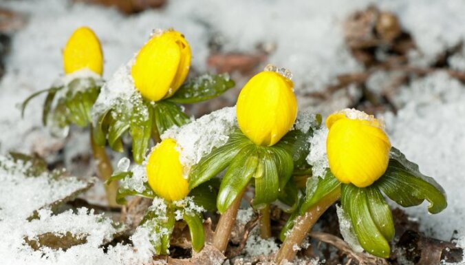 Календарь садовода. Между зимой и началом весны: что делать в саду в феврале?
