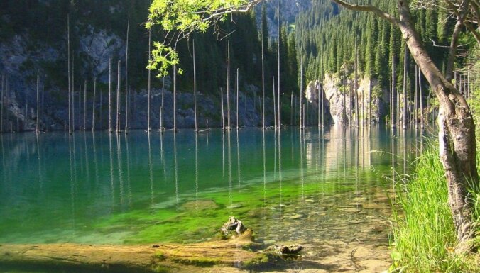Nogrimušais Kaindi ezera mežs - milzu egles, kas aug zem ūdens
