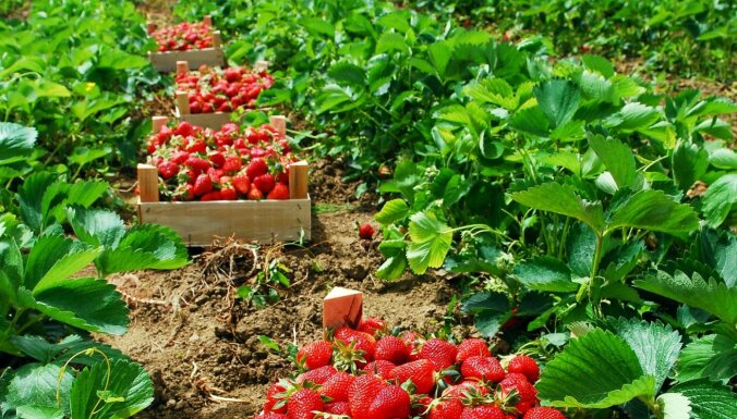 21 клубничное поле в Латвии, где можно собрать ягоды своими собственными руками