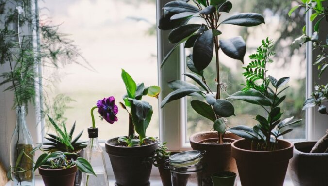 Пять секретов ухода за комнатными растениями
