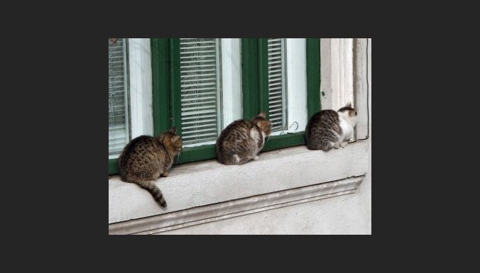 Trīs kaķi uz palodzes. Foto: Stefan Nicolae