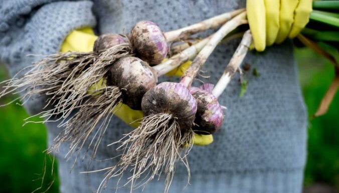 Kaprīzo ķiploku audzēšana Latvijā: pamatlikumi veiksmīgai ražai