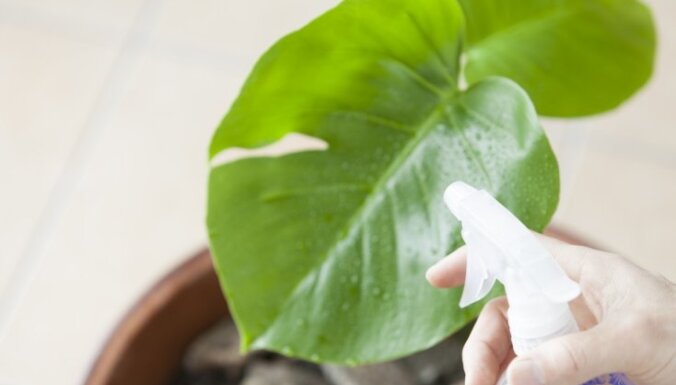 Вашим комнатным растениям не нужна пыль: один из способов очистить растения, который вам тоже понравится