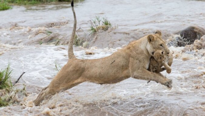 Dabas foto: Kā lauvu mamma rūpējas par mazuli