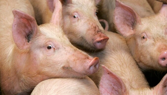 'Baltic Pork' biodrošības stiprināšanā plāno ieguldīt vairāk nekā 100 000 eiro