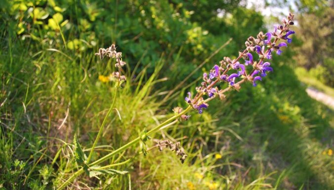 Krāšņās un aromātiskās salvijas Latvijas dārzos: kā kopt un vai pārziemos?