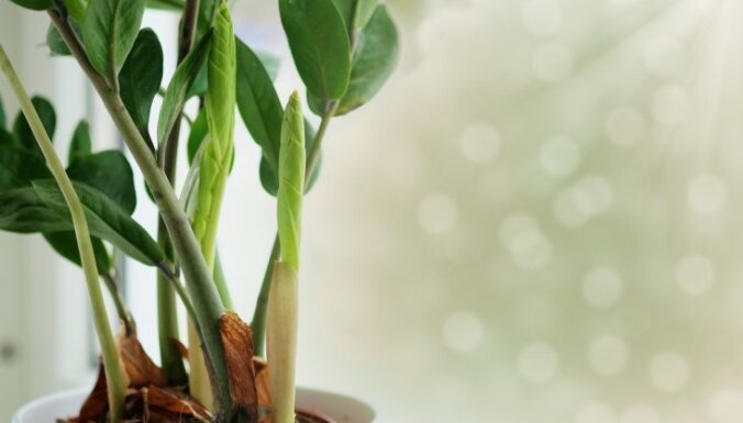 5 хитроумных трюков при выращивании комнатных растений, которые вы еще не пробовали