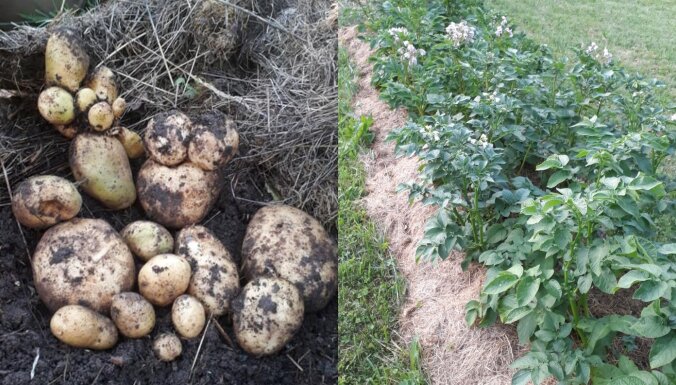 Pieredzes stāsts: kā audzēt kartupeļus zem siena