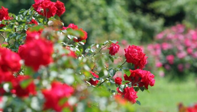 Спутник розы: 8 лучших цветов-компаньонов для роз