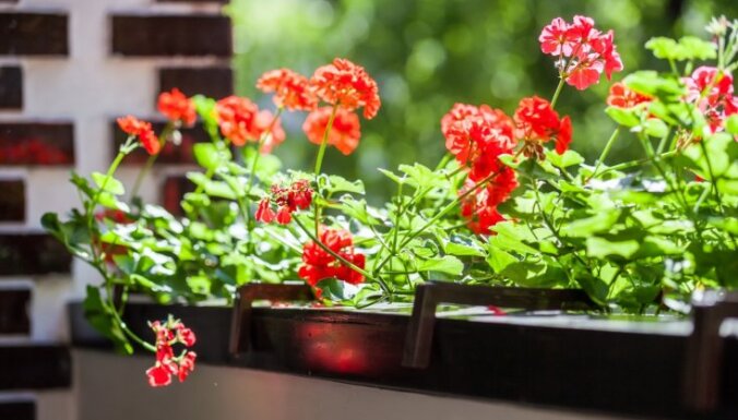 Стащить веточку: пять растений, которые легко можно вырастить дома