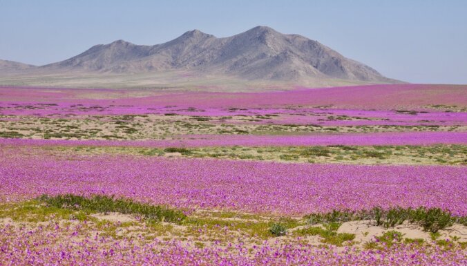 Lai pasargātu 'ziedošo tuksnesi', Čīlē tiks izveidots jauns nacionālais parks