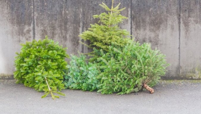 7. janvārī Rīgā bez maksas varēs nodot Ziemassvētku eglītes
