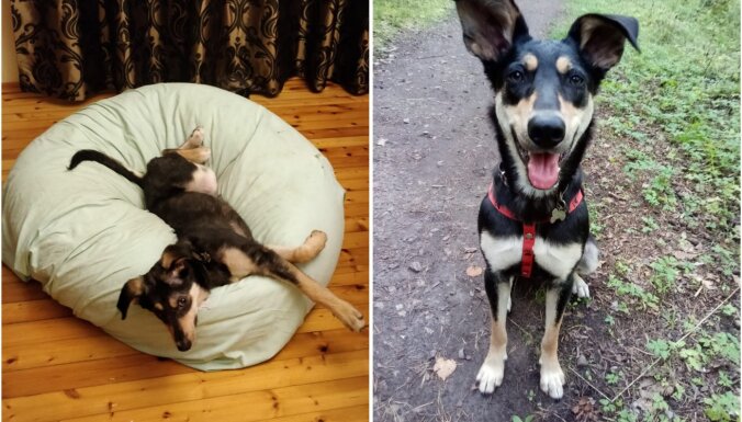Šaubas par lēmuma pareizību bija briesmīgas. Adoptētās Doras saimnieku pieredze