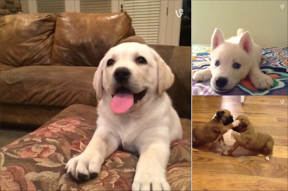 ВИДЕО: 12 невероятно милых щенков, которые не дают хозяевам скучать