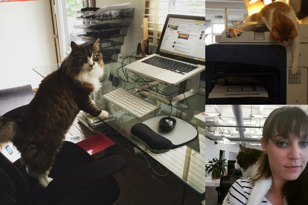 10 доказательств того, что в каждом офисе должен быть кот