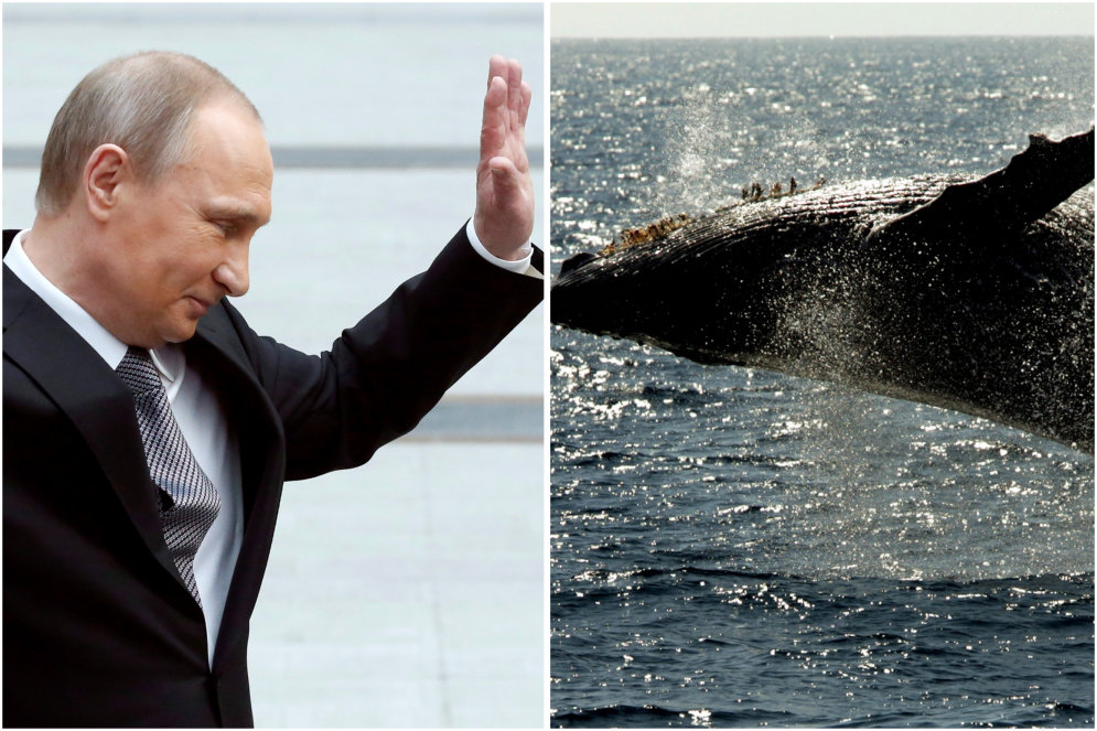 Если Путин на кита залезет, кто кого поборет? Четыре ответа на вечные вопросы "кто сильнее"