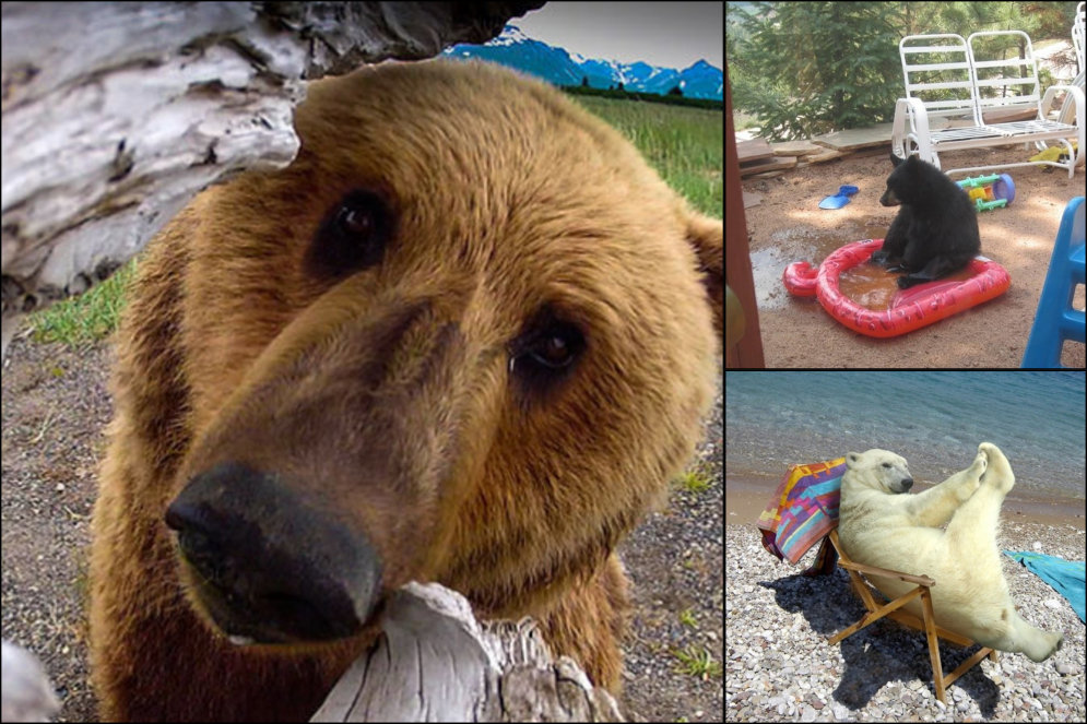 16 фото, которые доказывают, что медведи — это невероятно жуткие чудовища!