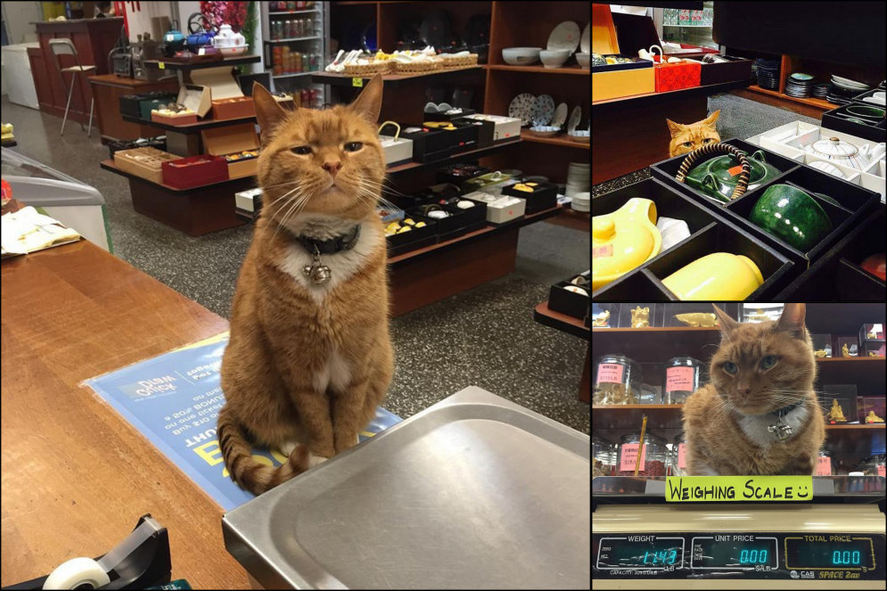 Кузе и Мурису привет! Этот кот девять лет "управляет" магазином… и без выходных!