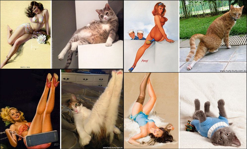 Мяу-пинап: 20 котиков, которые позируют как хорошенькие девушки