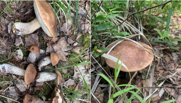 Saulkrastos atrastas pirmās bērzubekas