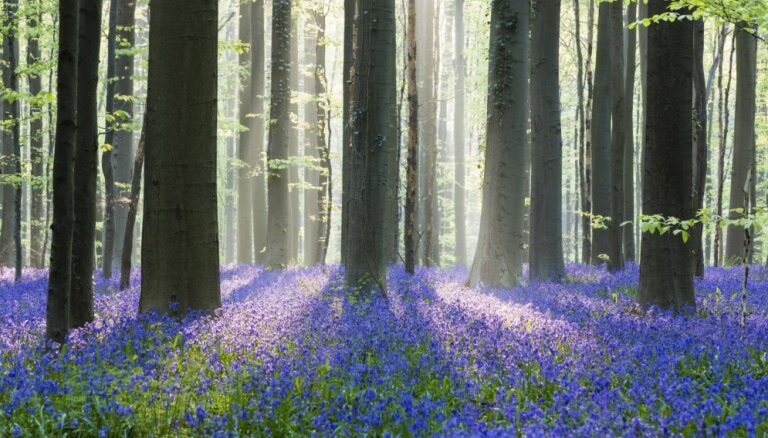 Foto: Mistiski pasakainais zilo pulkstenīšu mežs Beļģijā