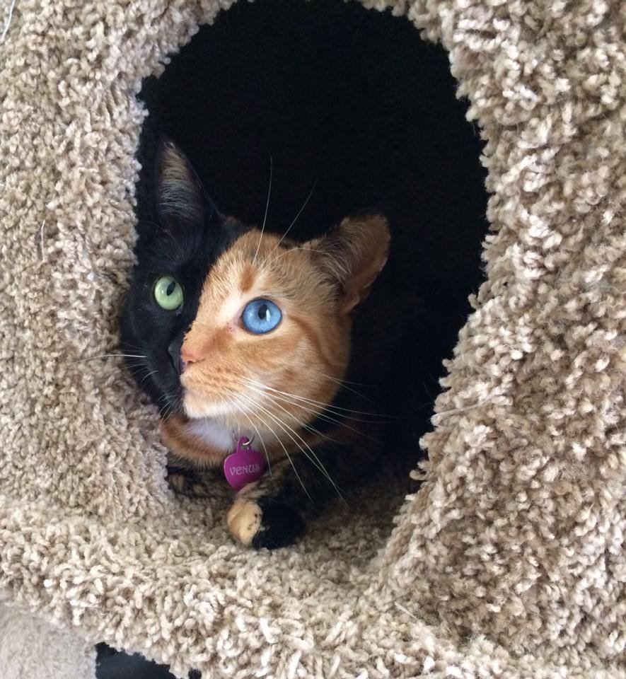 Знакомьтесь — Венус, двуликая кошка-химера с разноцветными глазами