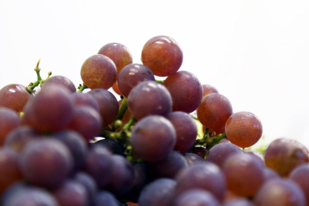 25 фото, которые доказывают, что в Латвии выращивают отличный виноград