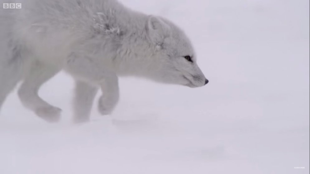 Красота и грация природы: как охотится молодая белая лисица