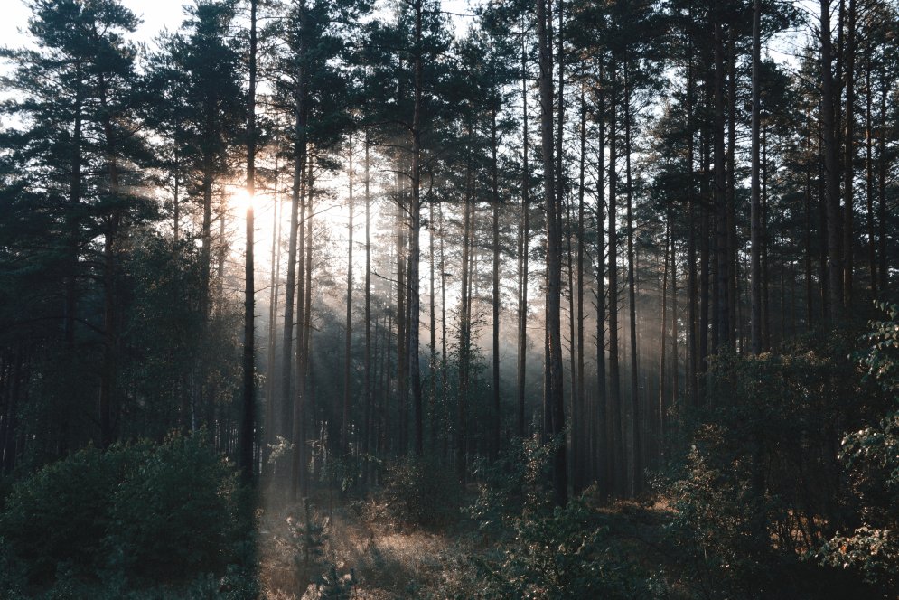 Intars Busulis: 'Mežā būt ir forši!'
