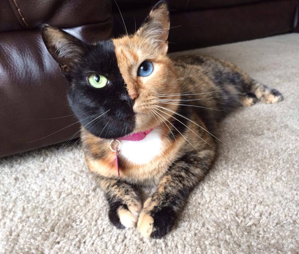 Знакомьтесь — Венус, двуликая кошка-химера с разноцветными глазами