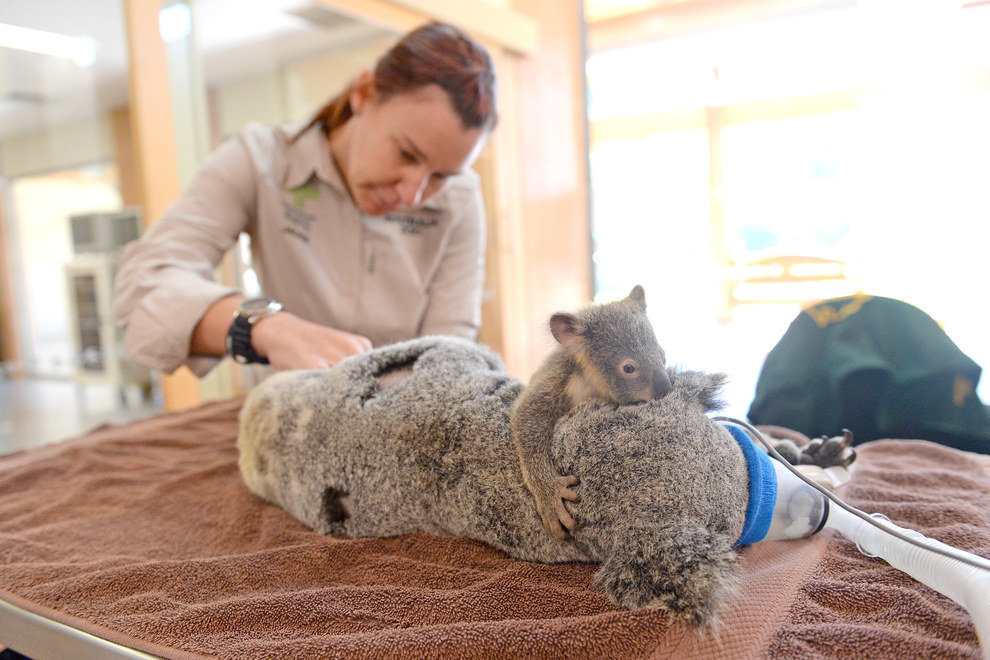 Aizkustinošs stāsts: koalas mazulis operācijas laikā sargā mammu