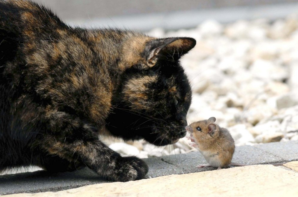 Съесть нельзя отпустить. Фото кошки и мышки с удивительно непредсказуемым финалом