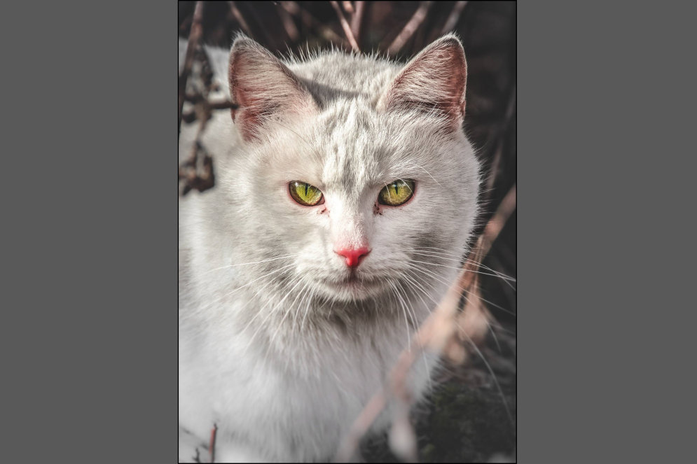 Смотри под ноги! 11 портретов бродячих котов авторства 19-летнего литовского фотографа
