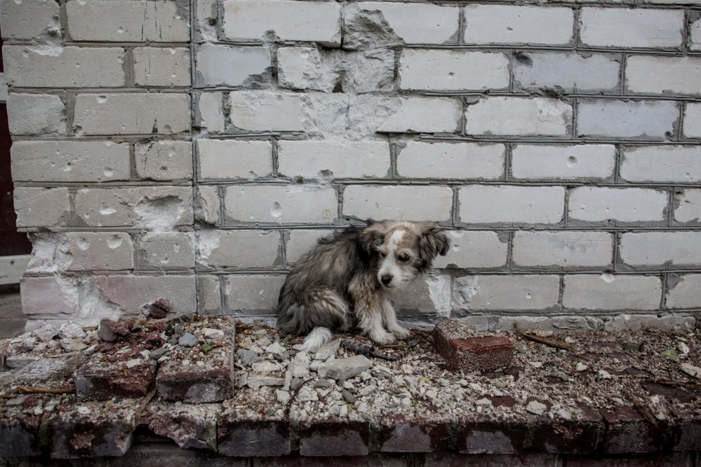 Озверение: жизнь котов и собак на охваченном войной востоке Украины