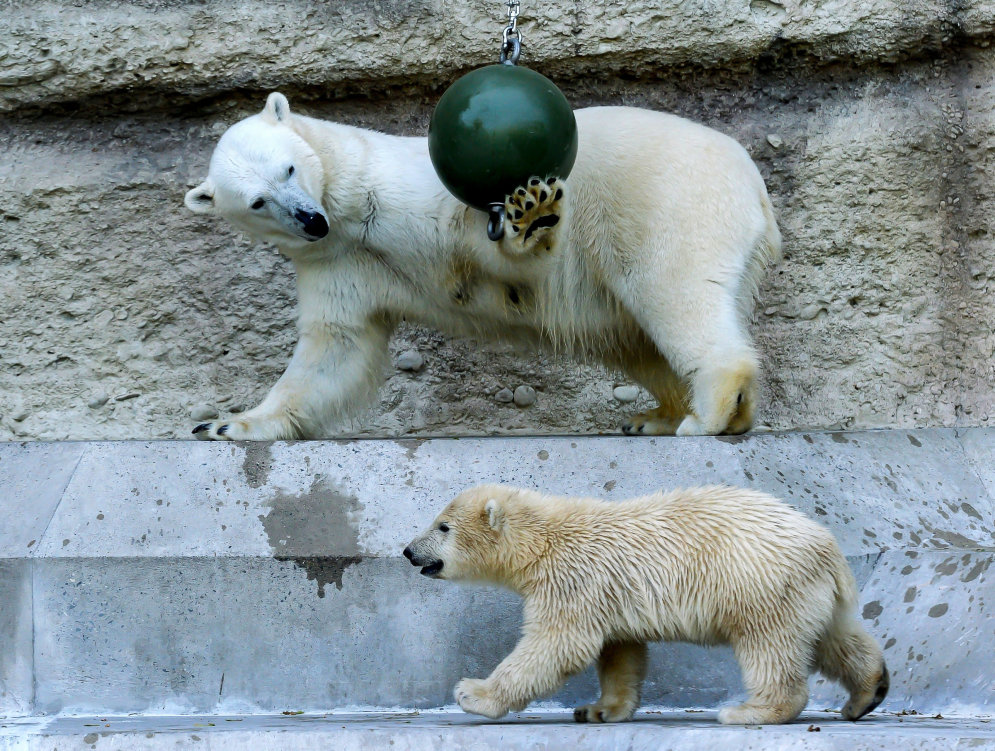 Знакомьтесь — Нобби и Нела, медвежата из Мюнхенского зоопарка