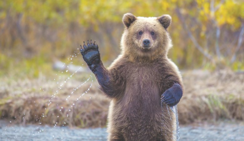 Этот народ не победить: российские туристы прогнали медведя, исполнив "А нам все равно..."